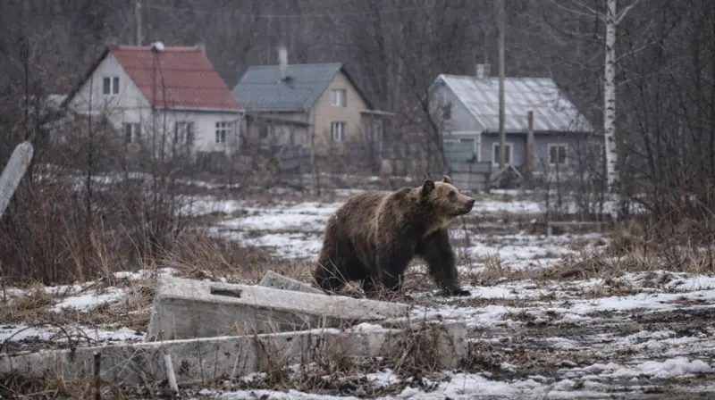 Под Вологдой у пос. Федотово замечен медведь