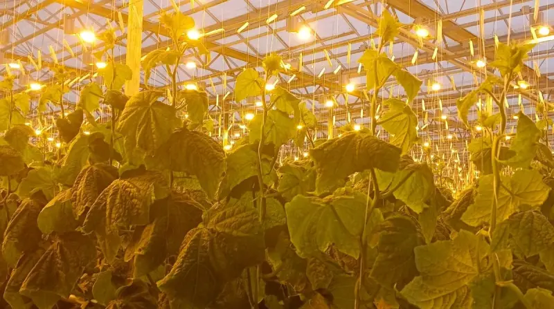 Как теперь растут огурцы в Тепличном