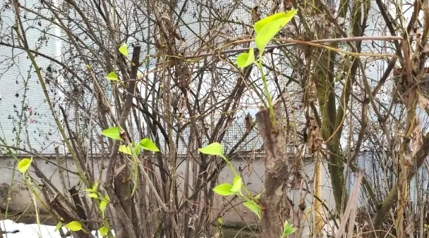 В Вологде снова распустились листья