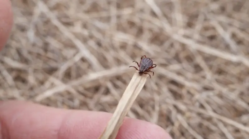 В этом году на Вологодчине может быть больше клещей, чем обычно