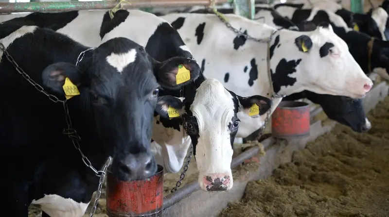 Вологодские коровы поставили рекорд