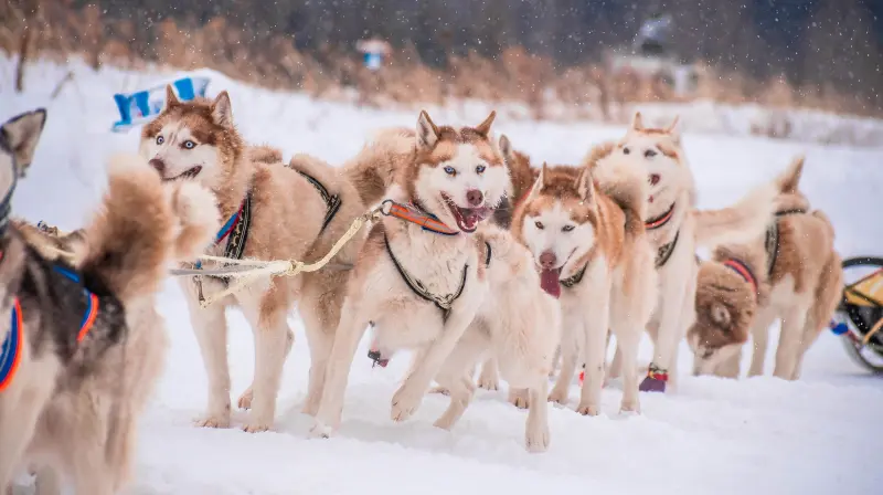 Хаски-парк «Вольный ветер»