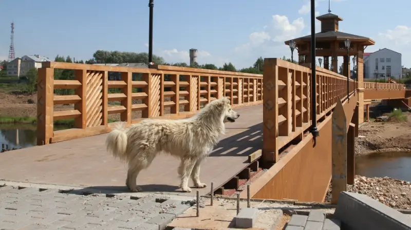 Всех собак на Вологодчине чипируют