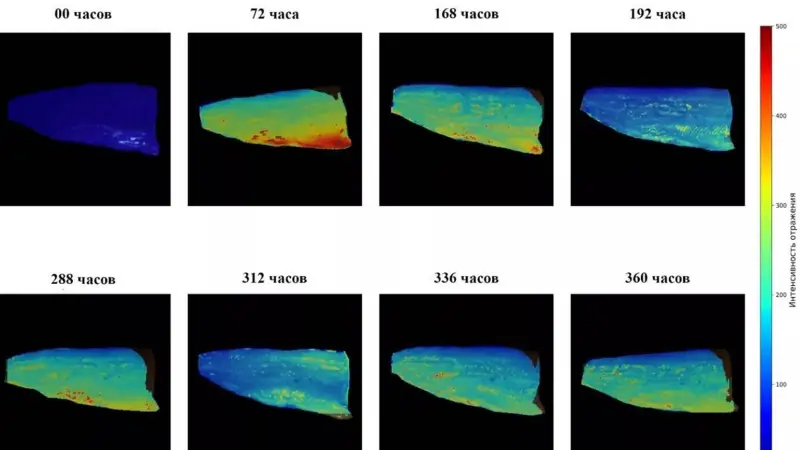 Учёные из Череповца создали «умную камеру» для выявления несвежей рыбы