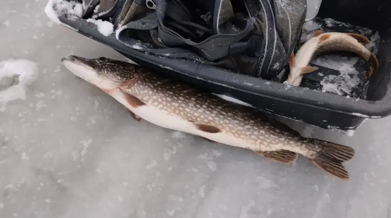 Рыбаки уже открывают зимний сезон