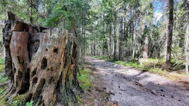 Шилыковский лес и загадочный огромный камень