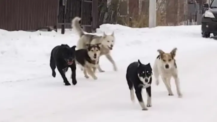 Администрация заплатила девочке за укус собаки