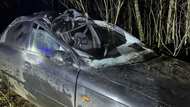 Серьёзные ДТП с лосями на Вологодчине