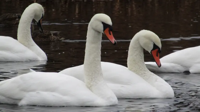 Редкие гости остановились на Вологодчине