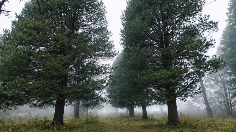 Чагринская кедровая роща