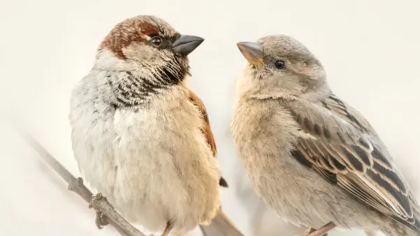 Вологжан зовут считать воробьёв
