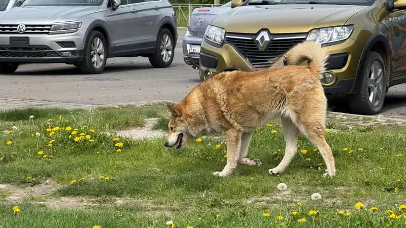 Вологжанам напоминают про ответственность за выгул собак без поводка и намордника