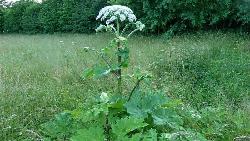 За борщевик на участке начнут крупно штрафовать
