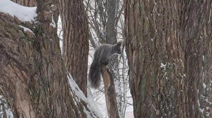 Белочек заселили в парк Евковка