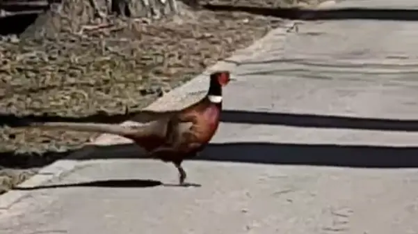 Фазан замечен в Вологде