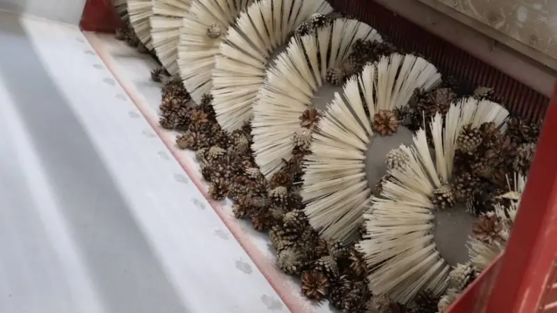 Заготовка шишек началась на Вологодчине