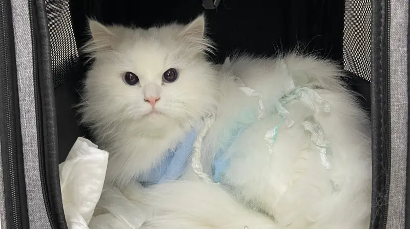 В Вологде спасли котика, съевшего ёлку