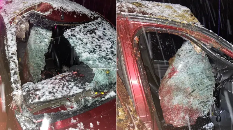 Под Никольском произошло жёсткое столкновение с лосем