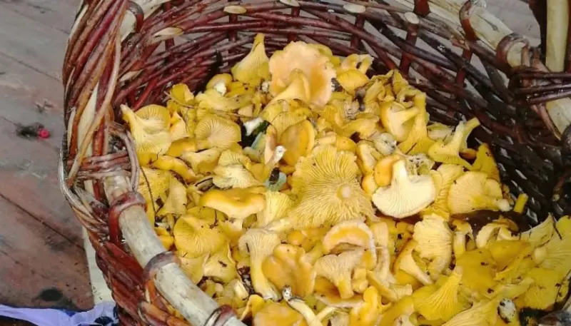 Вологжане до сих пор собирают грибы