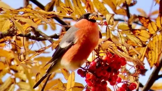Первых снегирей замечают на Вологодчине