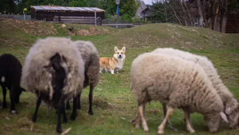 Экоферма «Ушастое подворье»