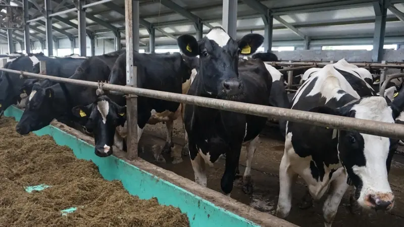 Вологодские юноши могут отслужить на ферме вместо армии