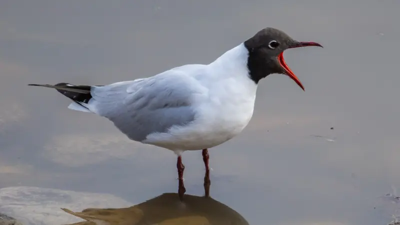 Резкое потепление ожидается в Вологде