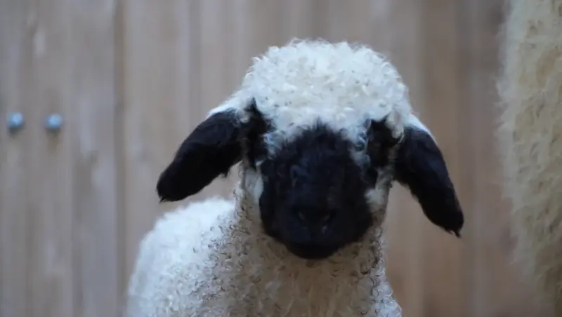 В зоосаде Деда Мороза родился очаровательный ягнёнок