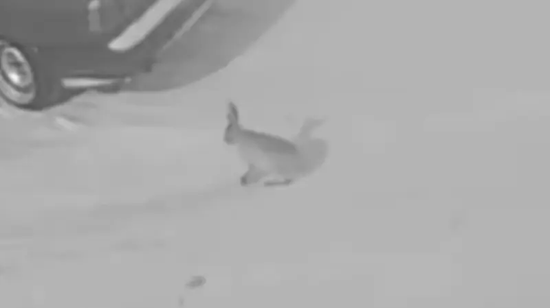 По Вологде гуляет заяц