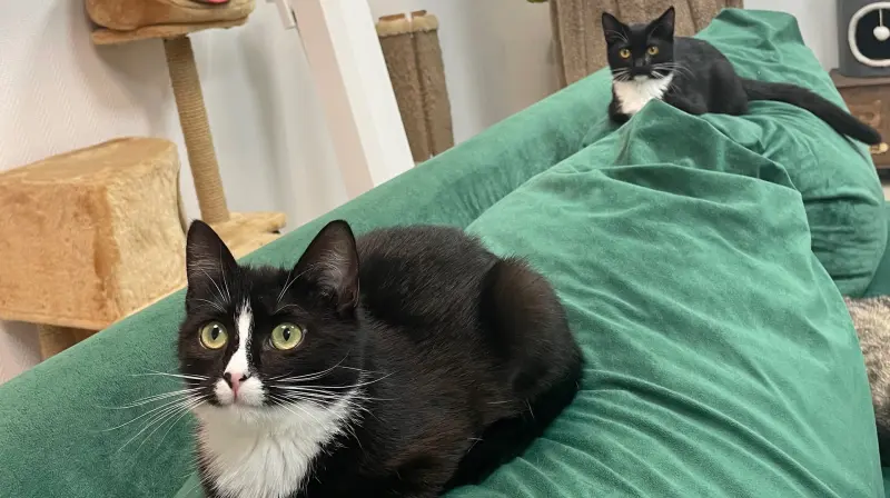 Антикафе «КотоФан-Клуб»