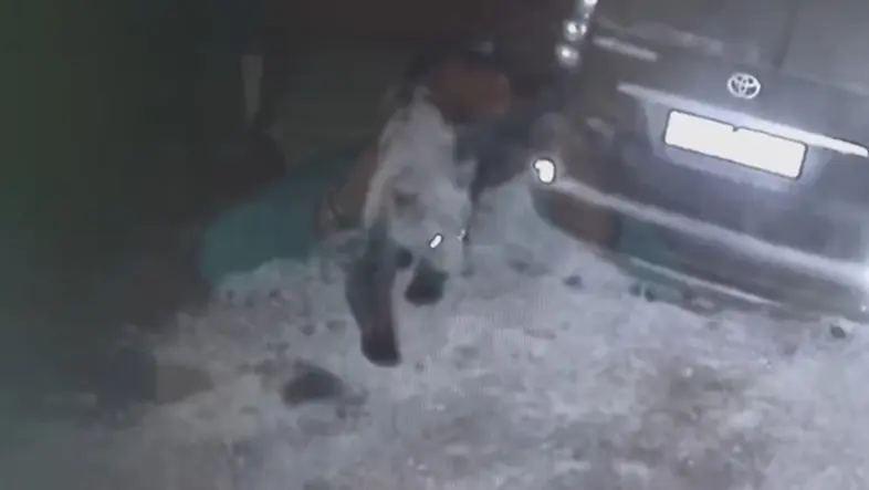 Медведь ходит возле Кипелово