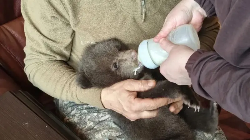 Двух медвежат спасли в вологодских лесах