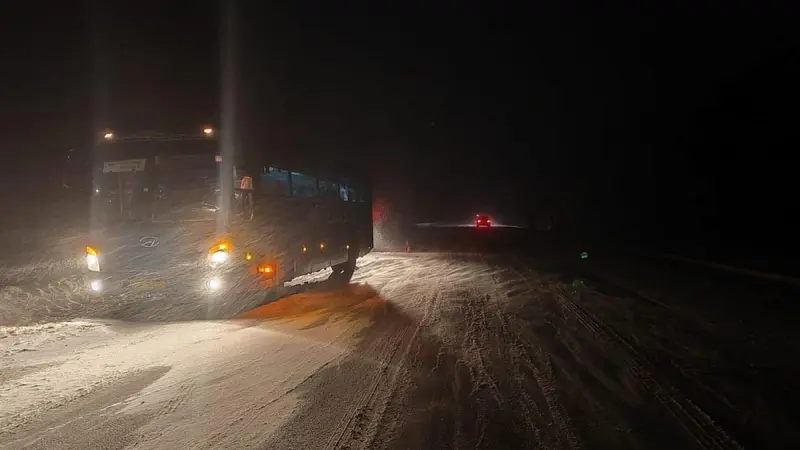 Под Череповцом автобус сбил лося