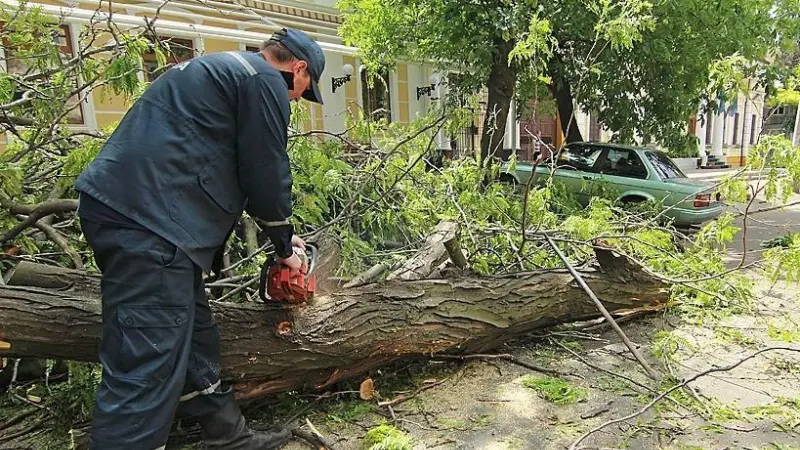 Спиленное дерево упало на вологжанку