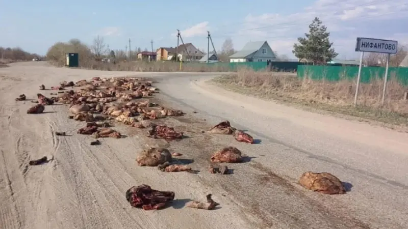 Жителей Нифантово напугали куски мяса на дороге