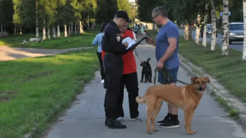 За нарушение правил выгула собак могут ввести штрафы