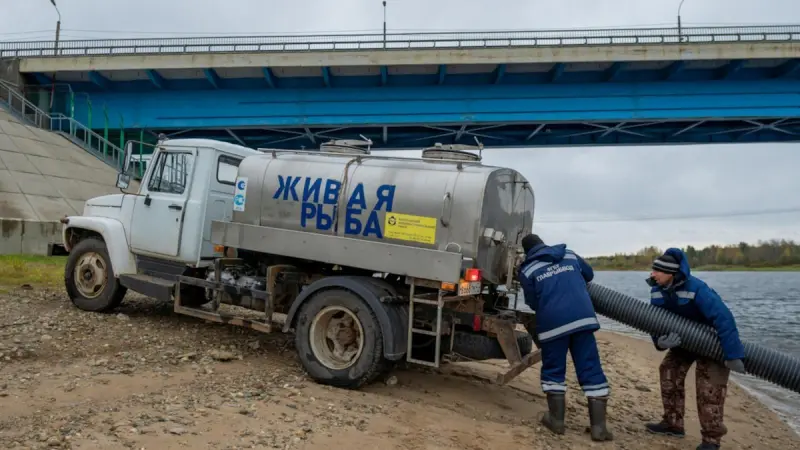В реку Суду выпустили 11 тысяч мальков судака